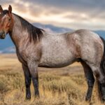 Roan Horse