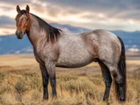 Roan Horse