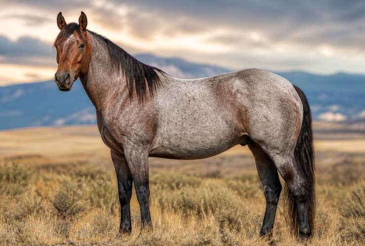 Roan Horse