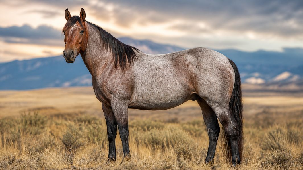 Roan Horse